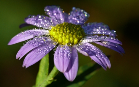 Purple Love - flower, purple, love, amazing