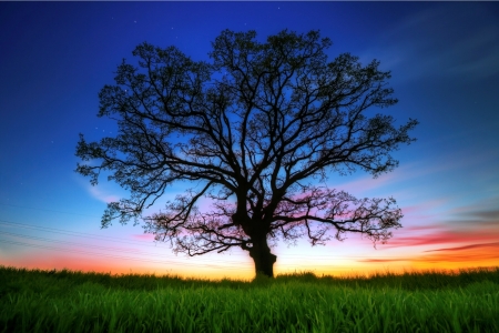 Nature - sky, tree, nature, blue