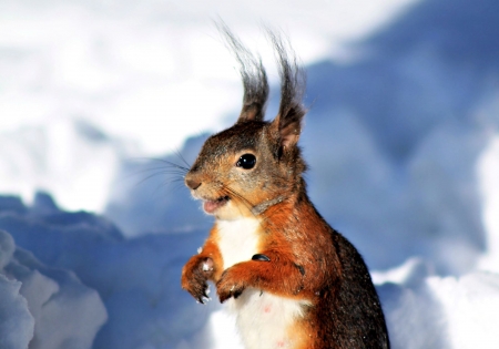 Squirrel - red, animal, winter, cute, happy, blue, mood, smiling, white, squirrel, snow