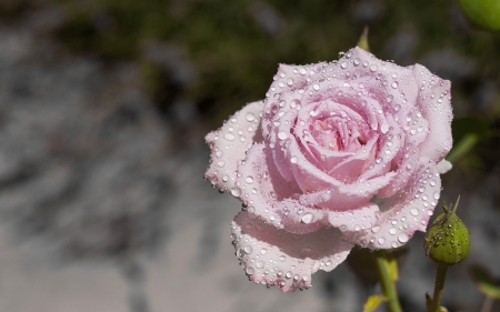 Rose - dew, water drops, soft, rose, flower, pink