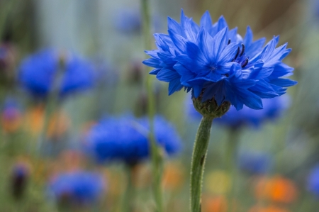 Cornflower - cornflower, green, blue, flower