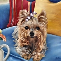 Cute Yorkie
