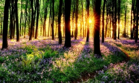 Forest path - sunlight, trees, carpet, beautiful, forest, path, glow, rays, wilddflowers, woods