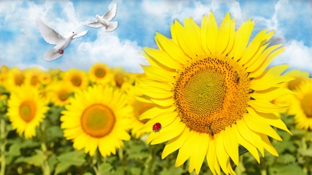 Peaceful Sunflowers - sunflowers, summer, ladybug, doves, flowers, fall, autumn, bright, sky