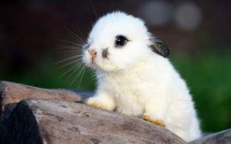 Sweet Bunny - white, black, baby, sweet, bunny