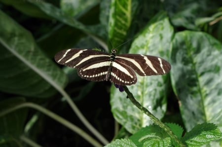 Butterfly on branch - white, leaves, brown, butterfly