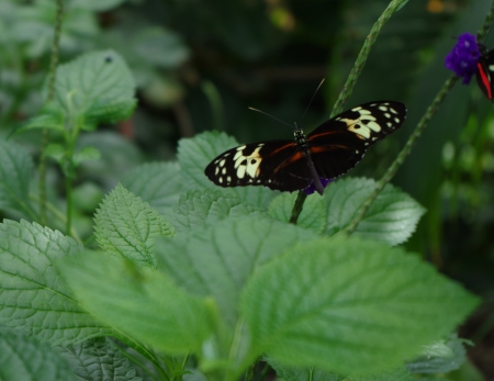 Butterfly - colorful, flower, green, leaves