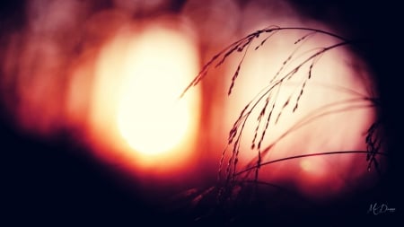 Night Grass - abstract, light, night, moonlight, grass