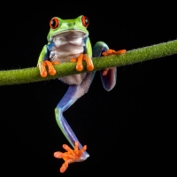 Tree Frog