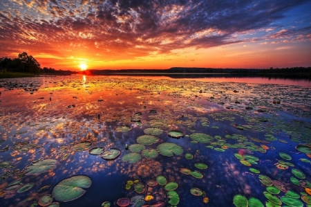 Everglades - calm, lotus, summer, beautiful, serene, sunsets, flowers, tropics, nature, lake