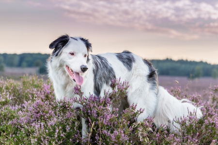 Dog - spot, dog, flower, pink, black, white, animal, australian shepherd, field