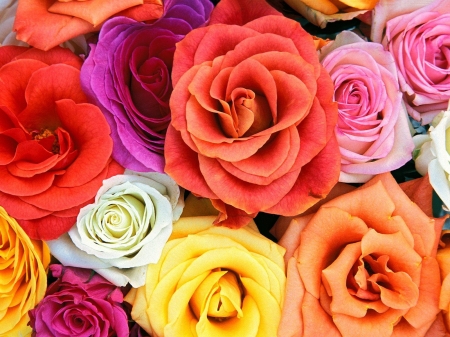 Roses - red, flower, purple, rose, pink, orange, skin