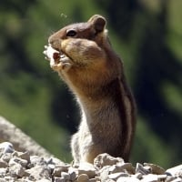 Chipmunk