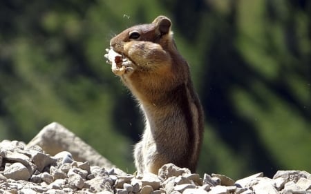 Chipmunk - abstract, photography, wilderness, squirrels, chipmunk, wild animals, nature, animals, wildlife, wild, wallpaper