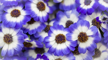 Flowers - white, flower, skin, blue