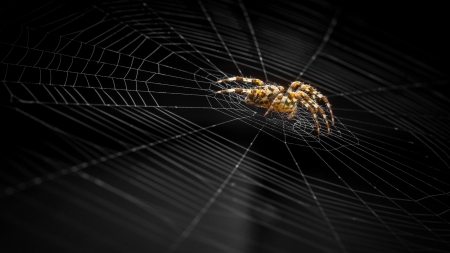 Spider - halloween, autumn, insect, spider, golden, black, web