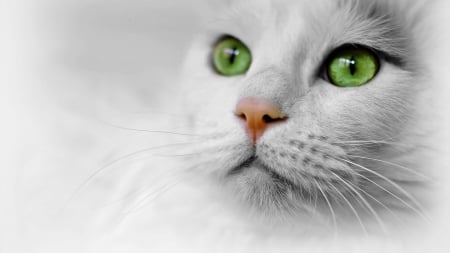 Dreamer - animal, white, cat, eyes