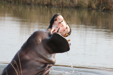 Cliff Top - hippo, big teeth, big mouth, amazing