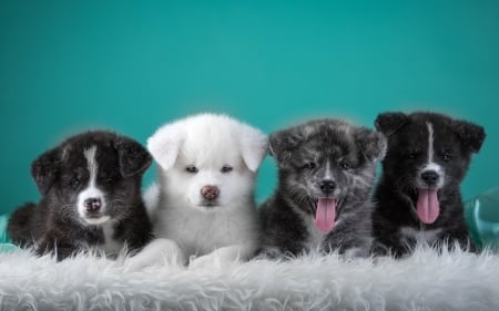 A Quartet of Puppies