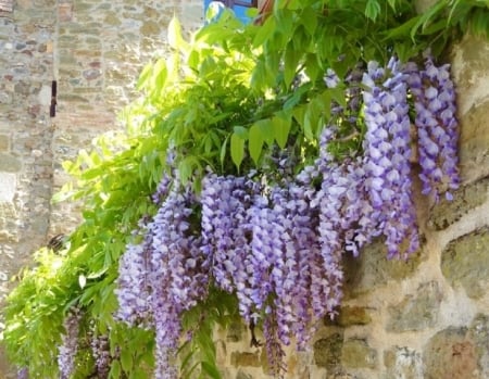 beautiful purple wisteria - flowers, nature, purple, beautiful, wisteria