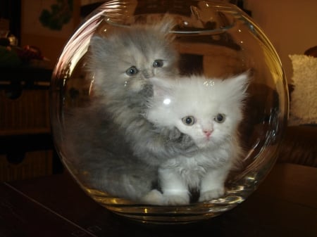 trough the glass - glass, animals, kittens, cats