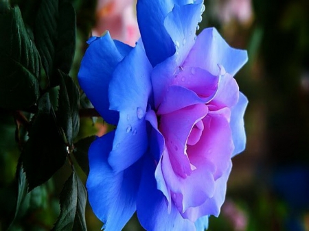 Beauty of the bloom - beauty, rose, blue, pink