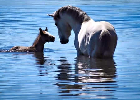 Salt River wild Horses - horses, animals, pretty, river