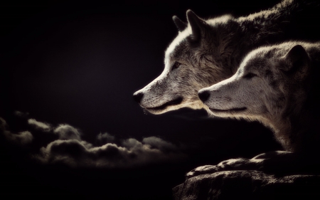 Feelings - wolf, sky, dark, animals