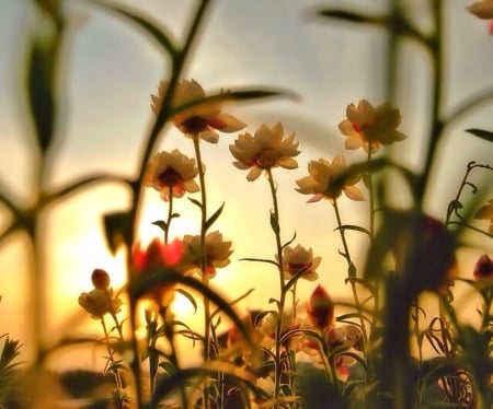 Flowers at Sunset - flowers, nature, sunset, pretty