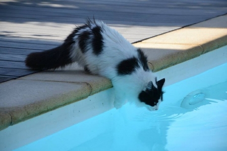 Swimming Cat - swimming pool, gato, water, gatto, acqua, swimming cat, cat, aqua, pet, animal, swimming, cats, animals, swim