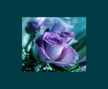 Window on beauty - rose, flower, frame, purple