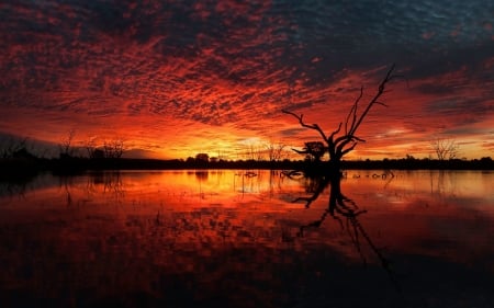 Glowing Sunset - dead trees, sunset, nature, yellow, red, marsh, orange, reflection