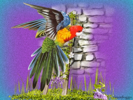 PRETTY ROSELLA PARROT - creation, art, rosella, parrot