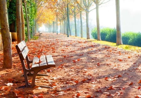 Autumn - bench, trees, nature, autumn