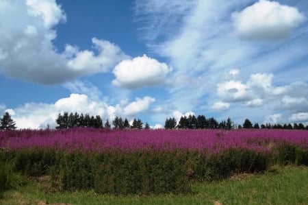 Autumn. - nature, autumn, fields, other