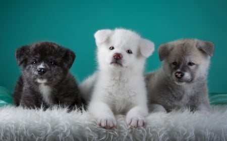 Puppies - paw, fur, puppy, white, trio, catei, japanese akita, blue, dog, animal