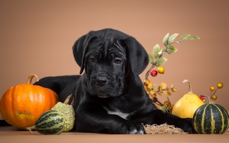 Puppy - autumn, puppy, pumpkin, black, halloween, dog, cane corso, green, animal, orange