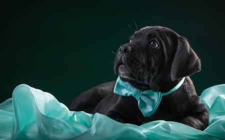 Puppy - puppy, dog, cane corso, blue, animal, cute, black, bow tie