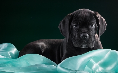 Puppy - black, animal, blue, cute, dog, puppy, cane corso