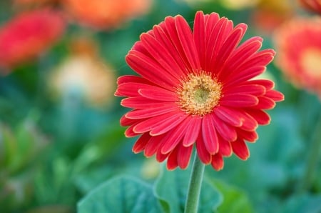 Gerbera - flower, red, green, gerbera