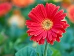 Gerbera