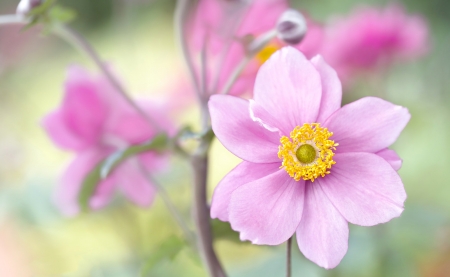 Japanese anemone - yellow, soft, green, japanese anemone, flower, pink