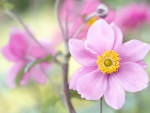 Japanese anemone