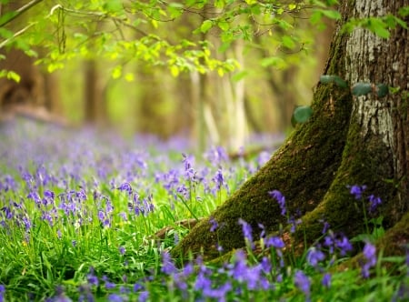 Purple flowers - flower, purple, forest, woods, tree, green