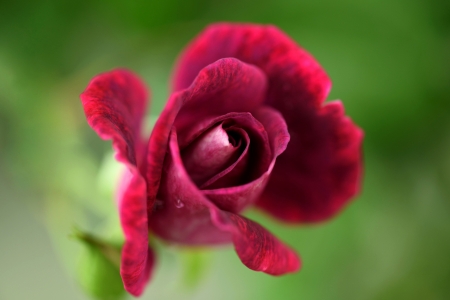 Rose - red, flower, rose, green