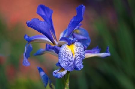 Iris - yellow, blue, green, iris, flower