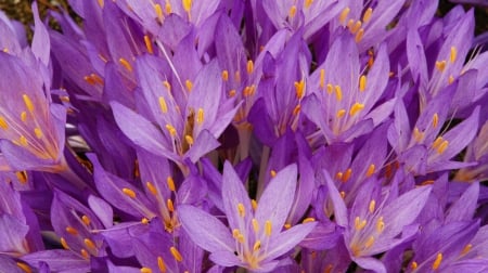 Purple flowers - carpet, flower, purple, pink, orange, skin