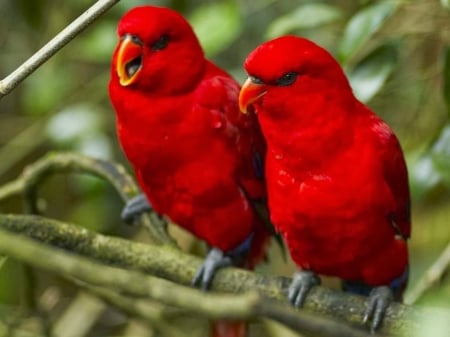 Lovely Red Parrots - animal, parrots, birds, red