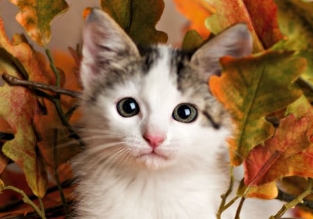 Kitten - orange, sweet, rachael hale, cat, white, animal, kitten, autumn, green, cute, leaf