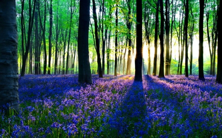 Blue forest wildflowers at dawn